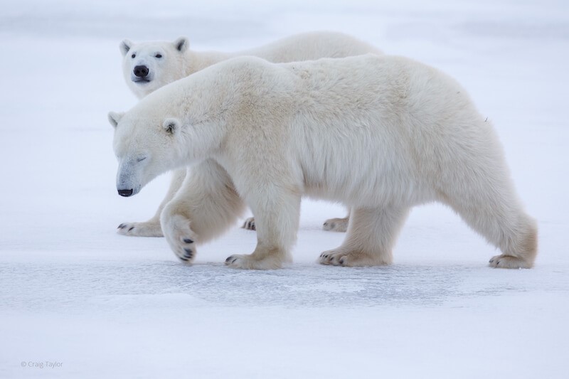 Two large polar bears crossing the snow. 