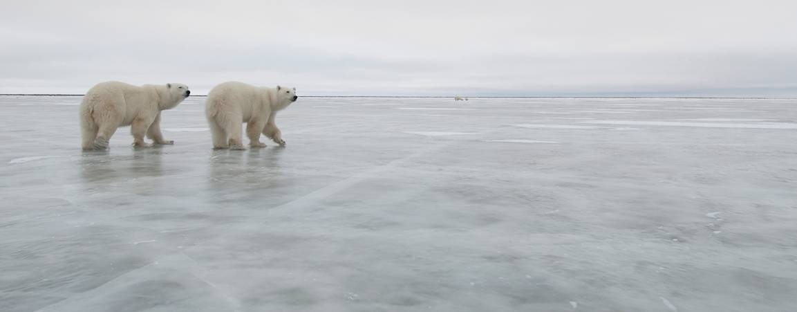Two polar bears
