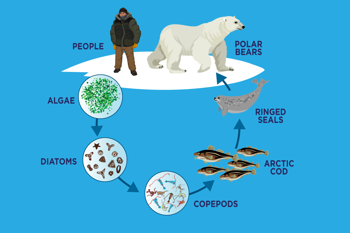 An infographic about the arctic food chain. 
