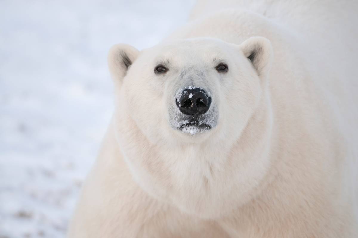 Close up of a polar bear's face