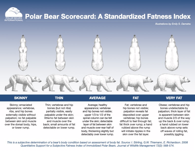 The polar bear fatness index.