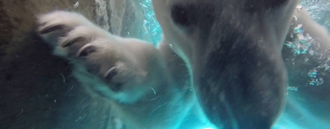 Polar bear swimming in pool
