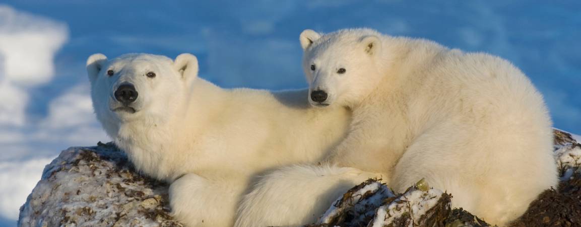 Mama bear and cub