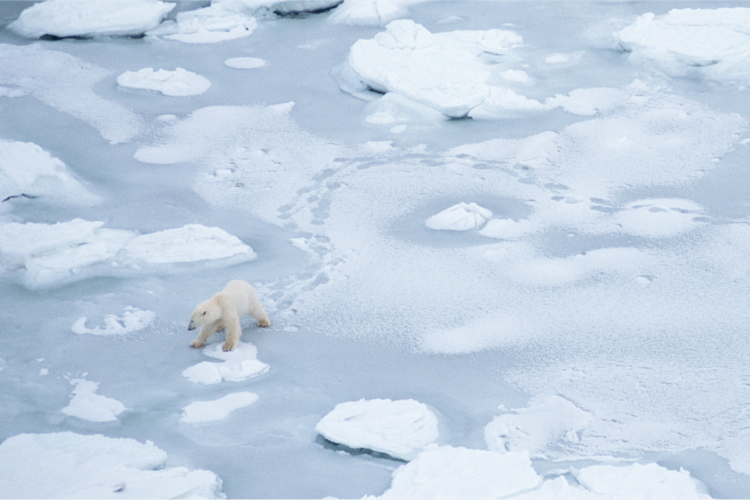 Polar bear traveling across ice image
