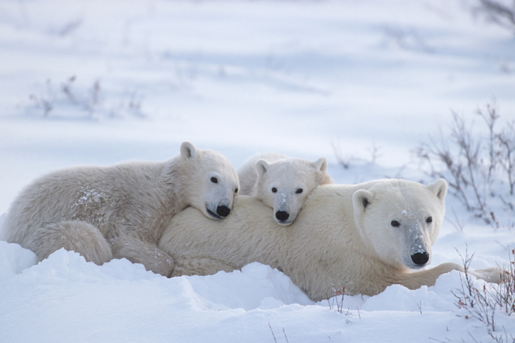 Mother bear and her two cubs