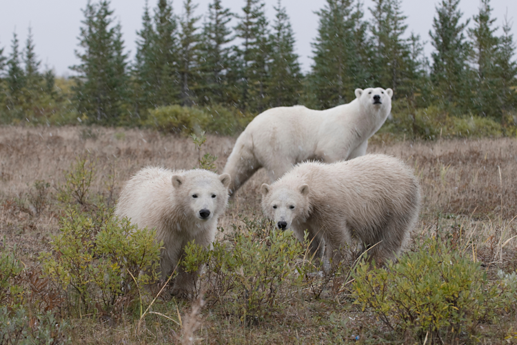 Two bears play fighting image