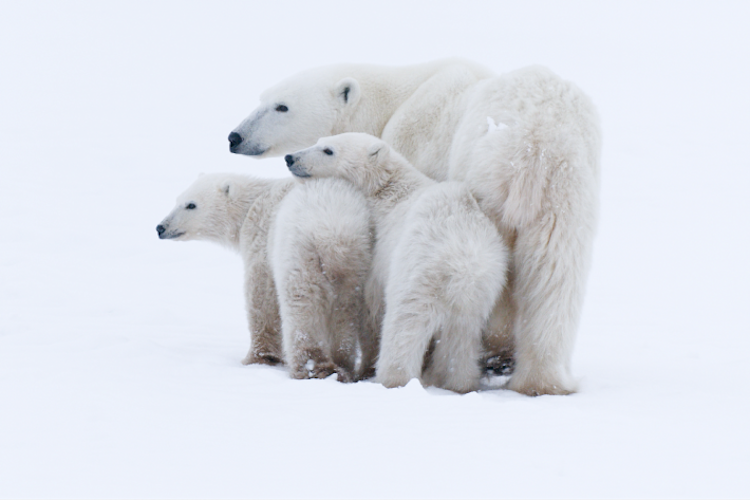 A mother bear and her two cubs cuddled up closely to one another