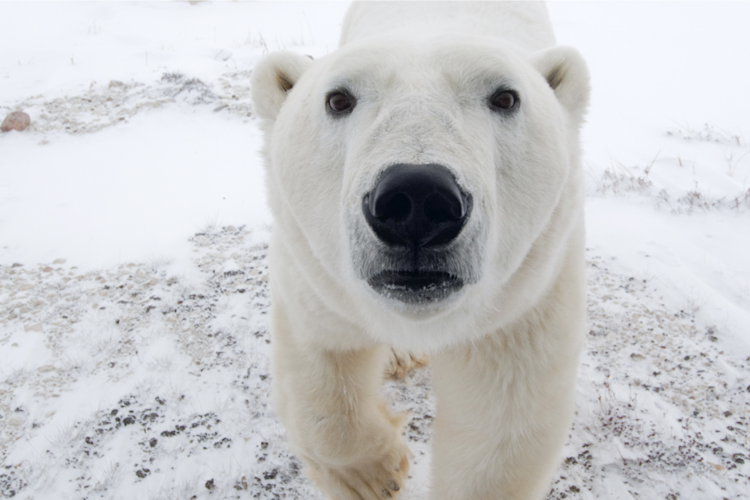 A close-up view of a polar bear,  staring directly at camera

