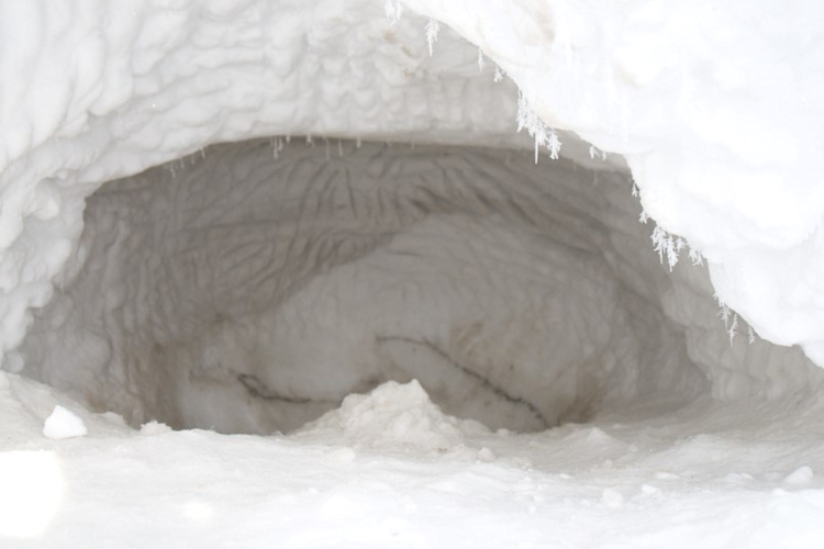 Empty polar bear den