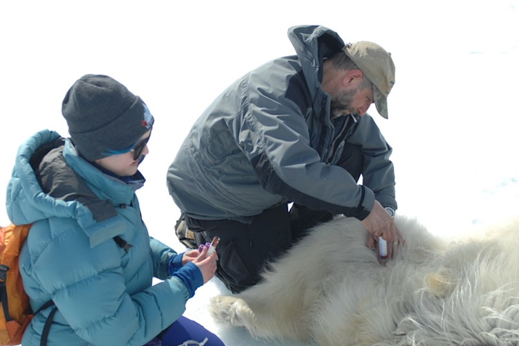 Dr. Andrew Derocher takes a blood sample from a tranquilized polar bear