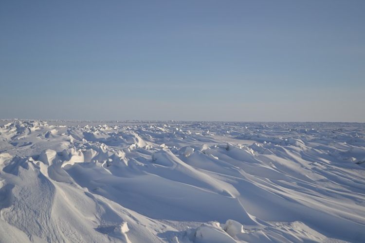 Snowy landscape